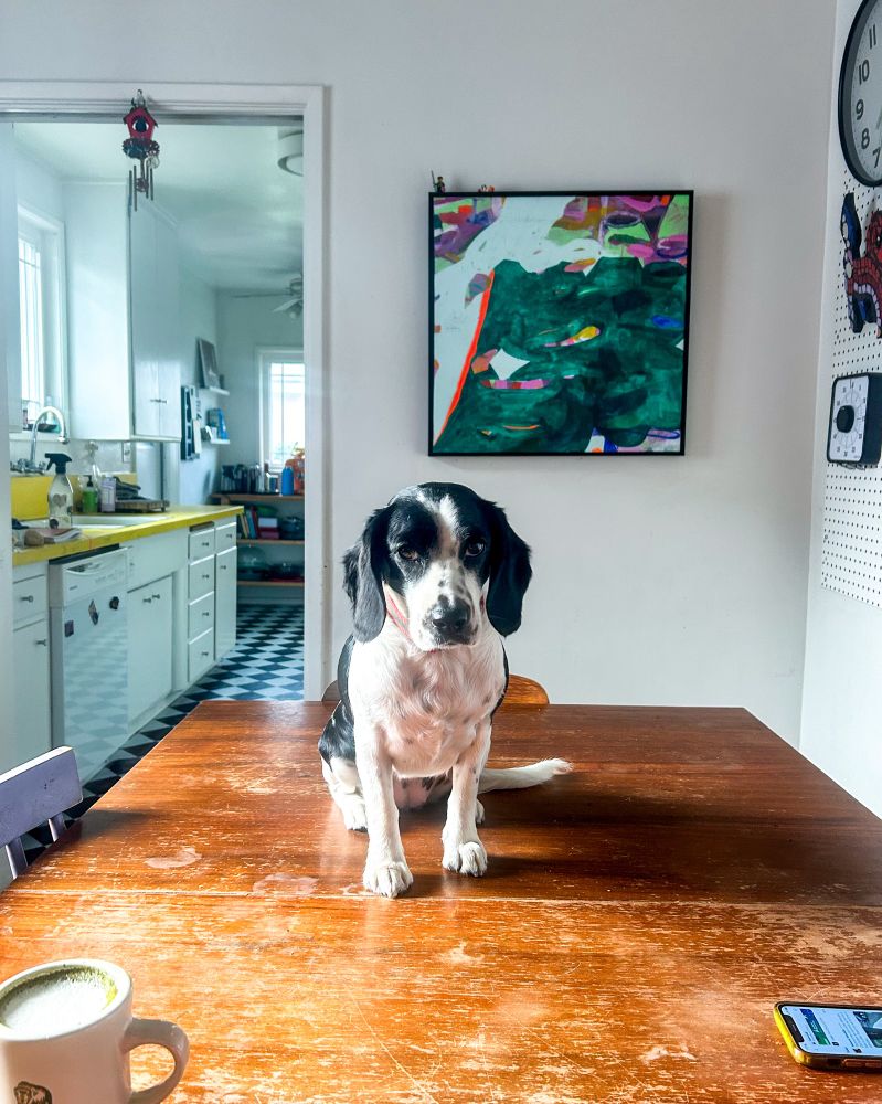 Yuma, a small floppy eared black and white dog, sitting on a dining table with framed abstract artwork hanging in the wall behind her. 