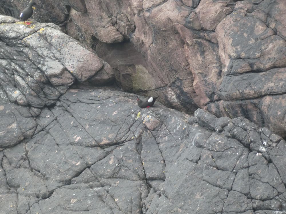 Black Guillemots on a cliff face showing very red feet and gape.