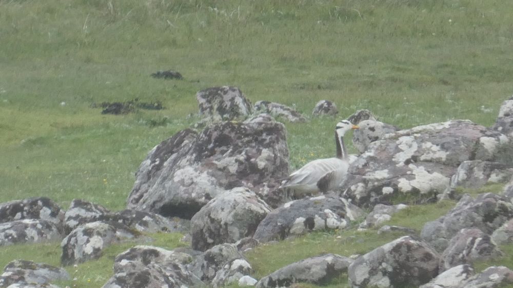A Bar Headed Goose well camouflaged among rocks.