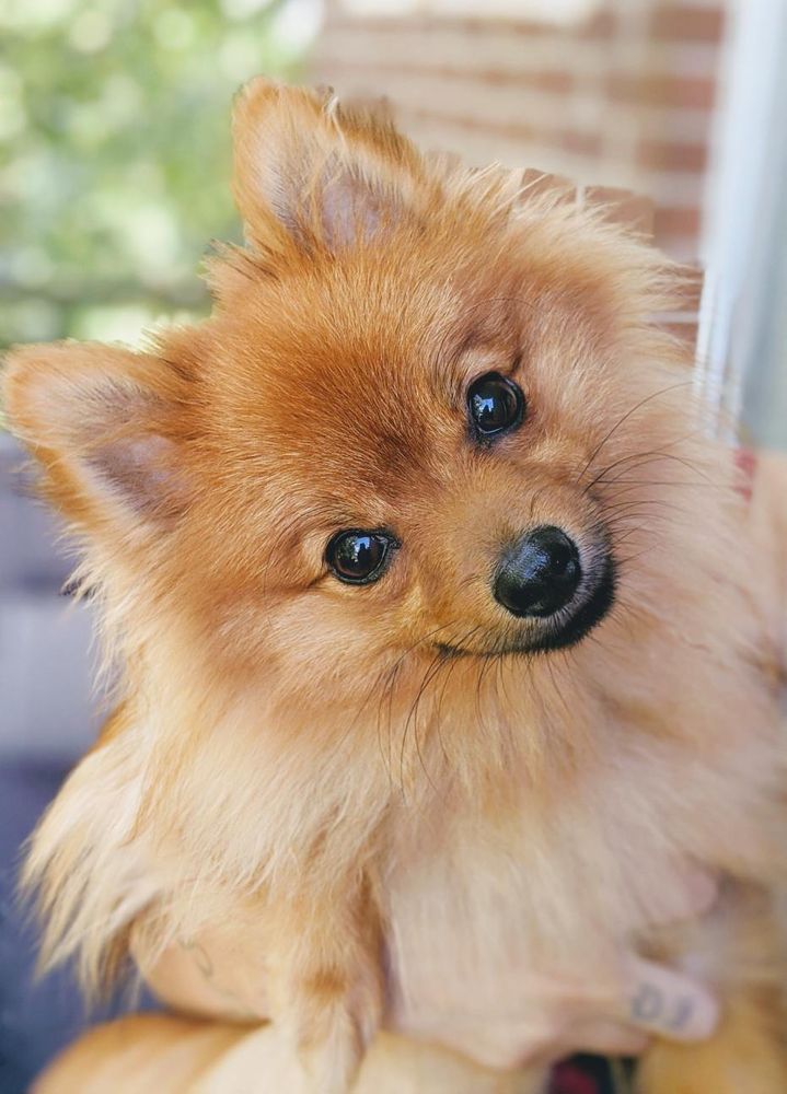 a photo of my pomeranian, piper, for tax and attention