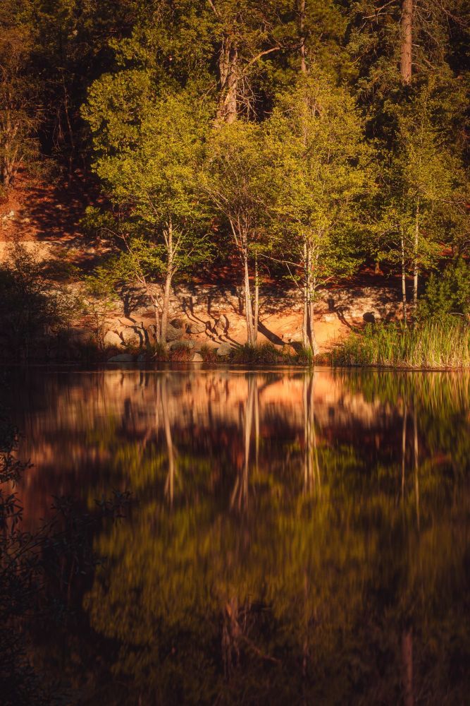 A photograph of a trees and their reflections in the water.
