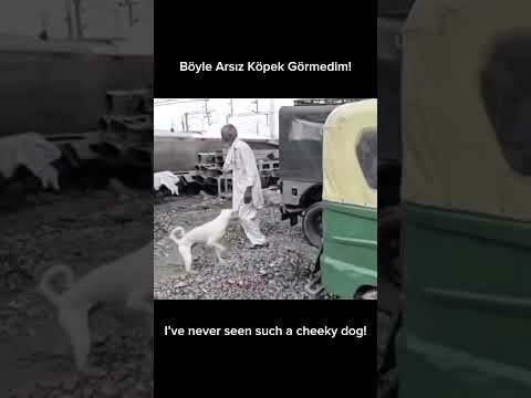 Sizce Köpeğin Israrı Niye? / Why do you think the dog is insisting? 😁