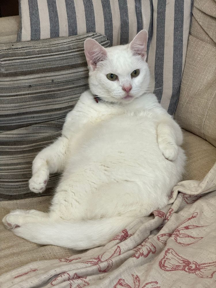 A photo of a chubby white cat in a position on his back making him look very round.