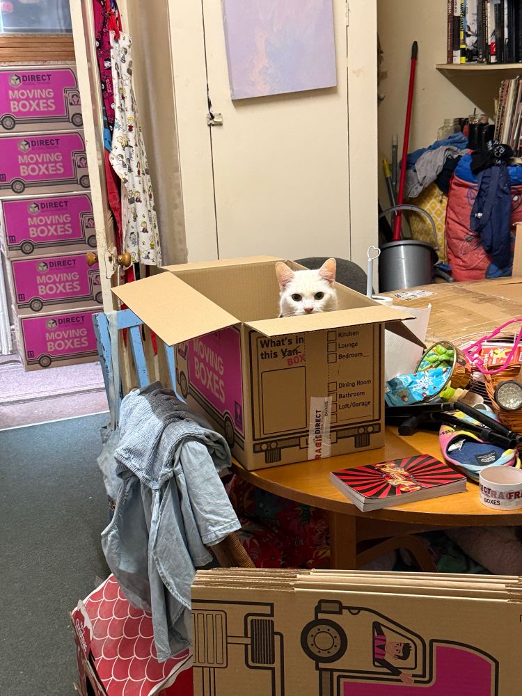A white cat peeking out of a cardboard box