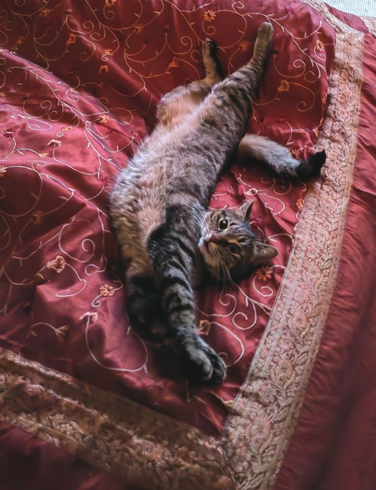 Tiger Kater Rikki liegt ausgestreckt an Rücken 