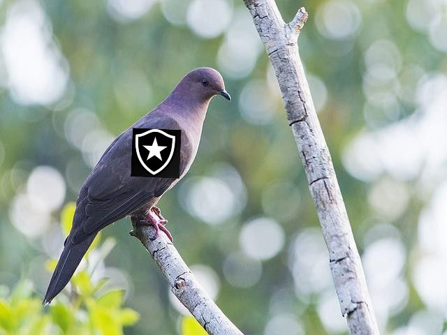 Imagem da ave da espécie Patagioenas subvinacea, mais conhecida pelo nome popular de pomba-botafogo, com uma pequena imagem do escudo do clube de futebol Botafogo de Futebol e Regatas perto de sua asa.
O escudo do clube é preto-e-branco, com o formato suíço; o fundo preto; 2 contornos,  interior e mais largo em branco, e o exterior em preto; e, no centro, a estrela branca de 5 pontas, que é conhecida como a Estrela Solitária.