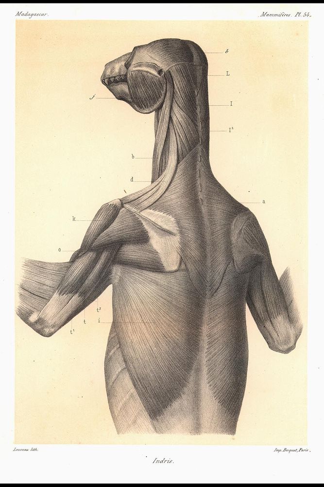 A thorough late 19th yearhundred after Christ scientific sketch by Louveau of a hideless indri lemur's backside in a 3/4 sightspot, inning the head, arms, neck, back and torso.