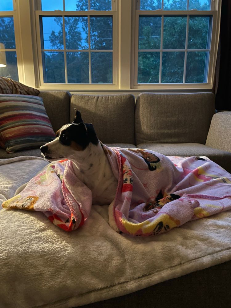 My little Jack Russell listening to the rain whilst snuggled up in a blanket, wishing she could play outside.