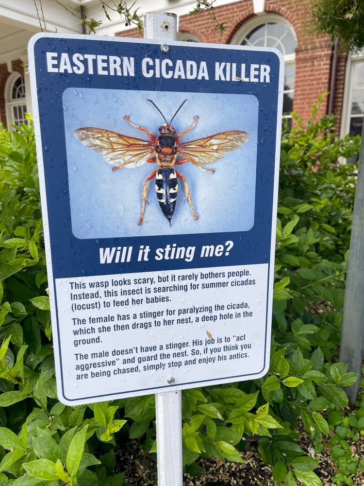EASTERN CICADA KILLER
Will it sting me?
This wasp looks scary, but it rarely bothers people.
Instead, this insect is searching for summer cicadas (locust) to feed her babies.
The female has a stinger for paralyzing the cicada, which she then drags to her nest, a deep hole in the ground.
The male doesn't have a stinger. His job is to "act aggressive" and guard the nest. So, if you think you are being chased, simply stop and enjoy his antics.