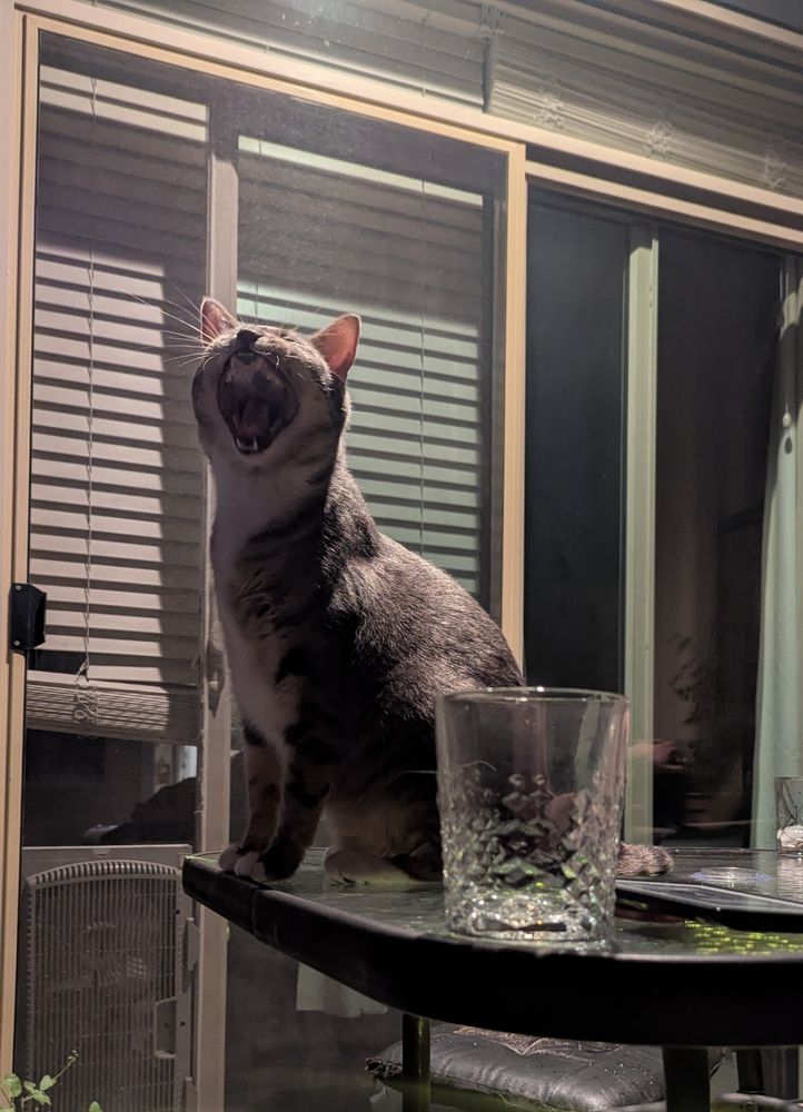 My cat Marceline yawns on top of a table outside on the patio 