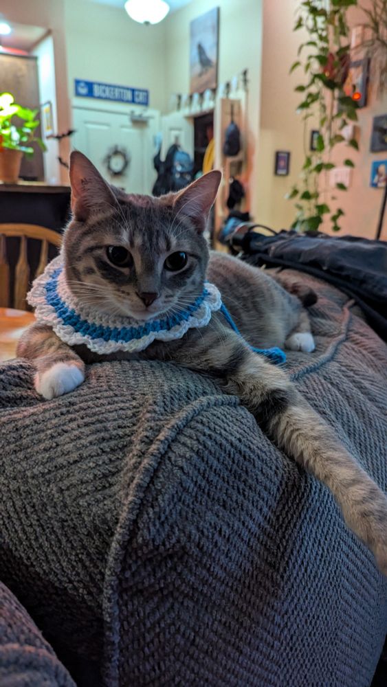 My cat Marceline wearing a crocheted collar