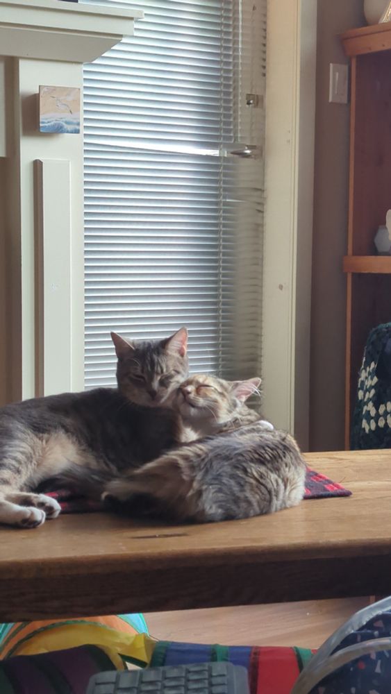 My two cats curled up faces pressed together. Marceline looks like she's winking