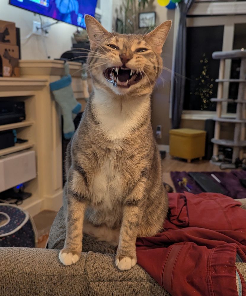A picture of my cat just finishing a yawn, it looks like she's making a sarcastic comment