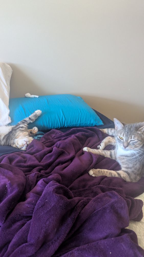 The kitten Mabel laying with her paws in the air, upside down. To the right, the other cat Marceline is laying down and winking 