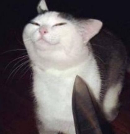 smug cat threatened with a knife meme