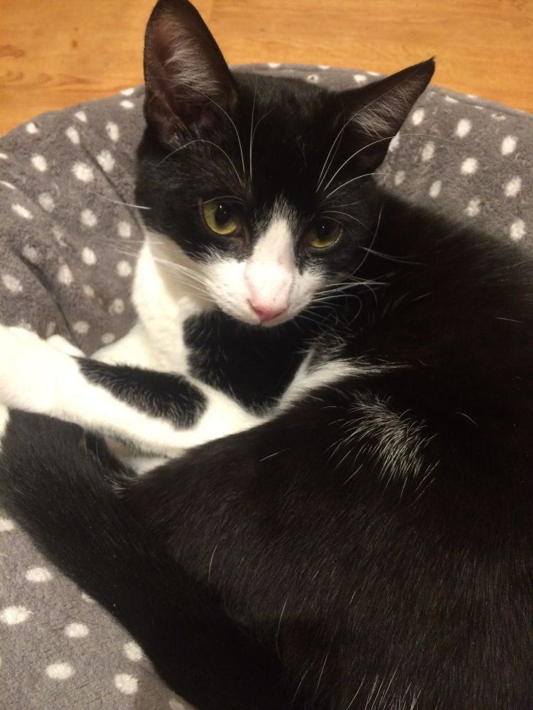 A black and white cat curled up on a grey and white spotted cat bed