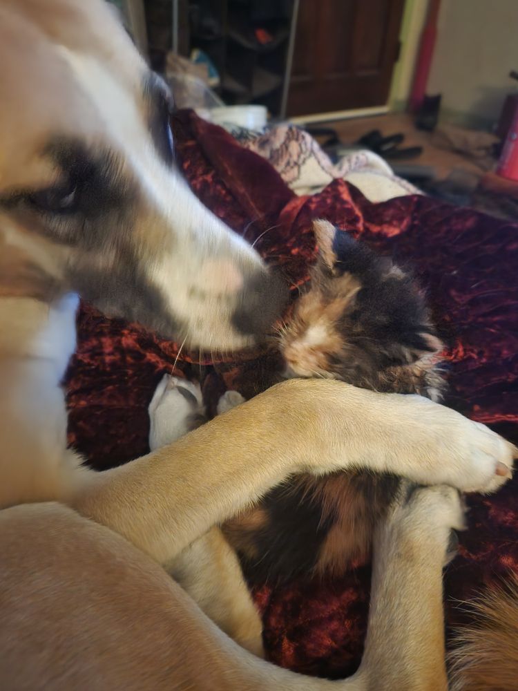 Nova grooming Sesame. Sesame's fur is Everywhere.