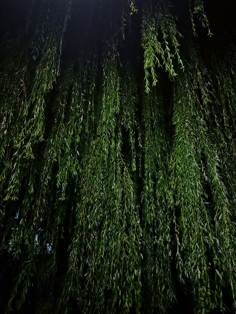 Under the willow tree
