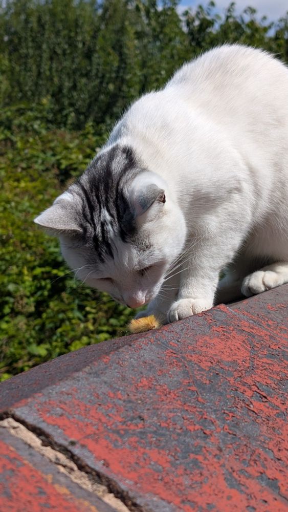 a white cat with a tabby patch on his head sniffing at a fluffy orange caterpillar on a red brick wall