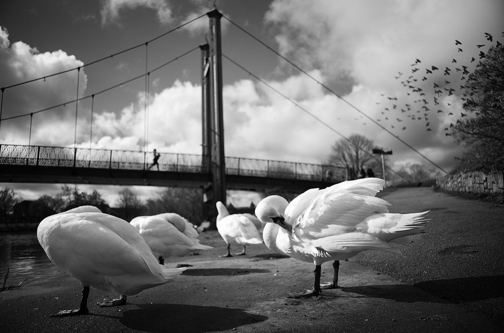 Swans cleaning themselves with a bridge in the background. Black and white photography.