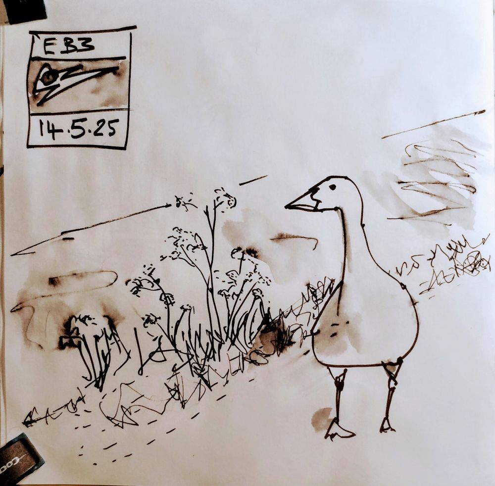 A black and white ink sketch of a goose by the edge of the canal, wild plants and grass flank the goose.