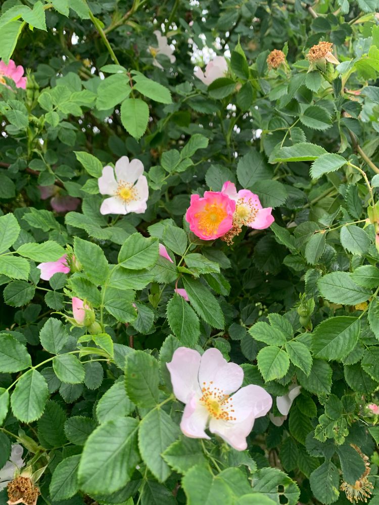 Five-petalled roses that are light to a darker pink in a green bush. 