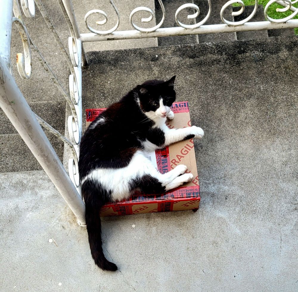 Lola, the black and white short-hair cat, on the balcony guarding an unusually thick 12"x12" parcel with "FRAGILE" printed all over it. 