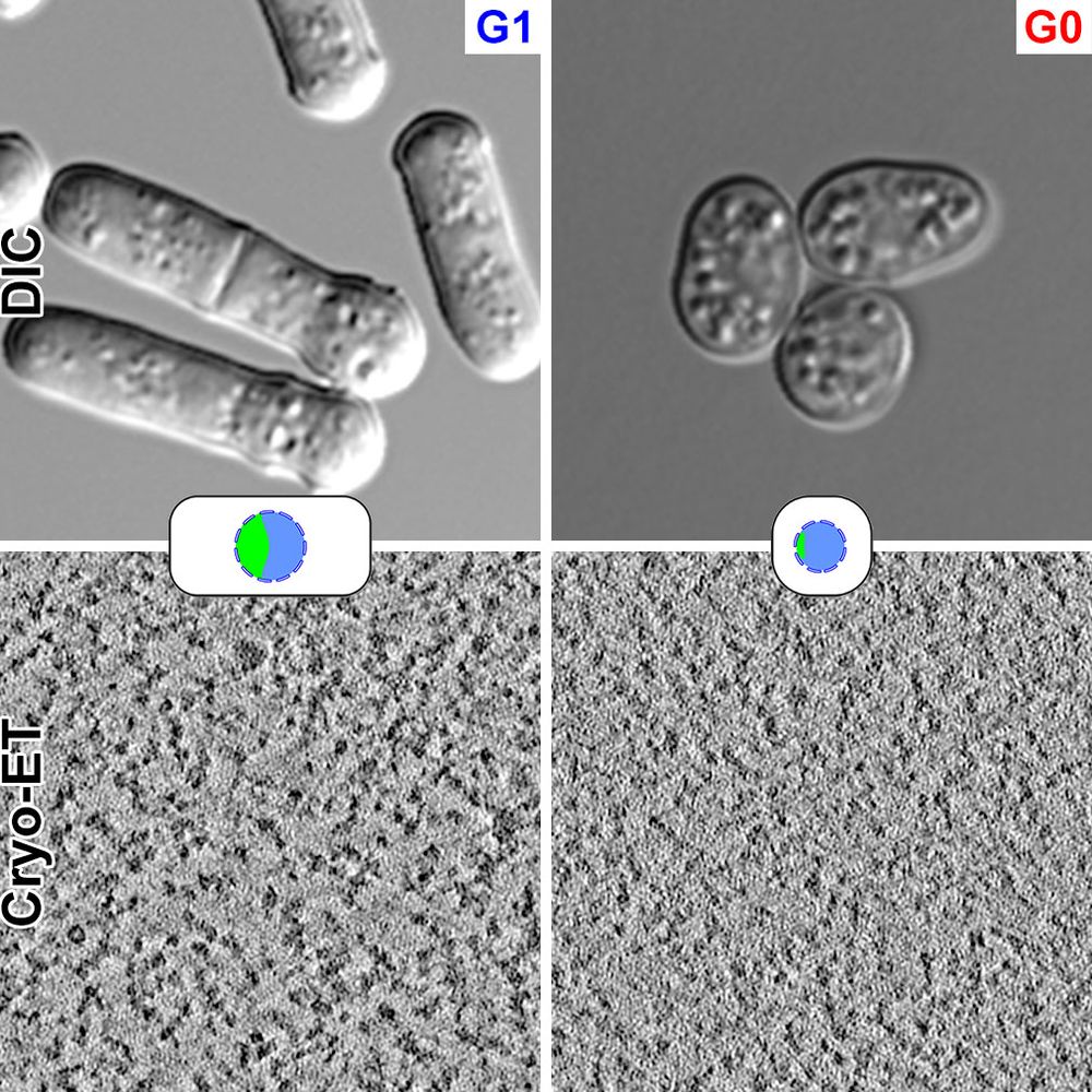 DIC and cryo-ET images of G1 and G0 fission yeast cells.