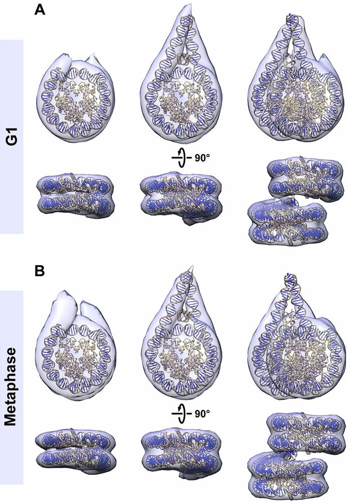 3-D class averages of mononucleosomes and ordered stacked dinucleosomes in G1 and metaphase.