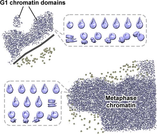 Cryo-ET visualization of chromatin at the nucleosome level in RPE-1 cells arrested in G1 phase and metaphase.