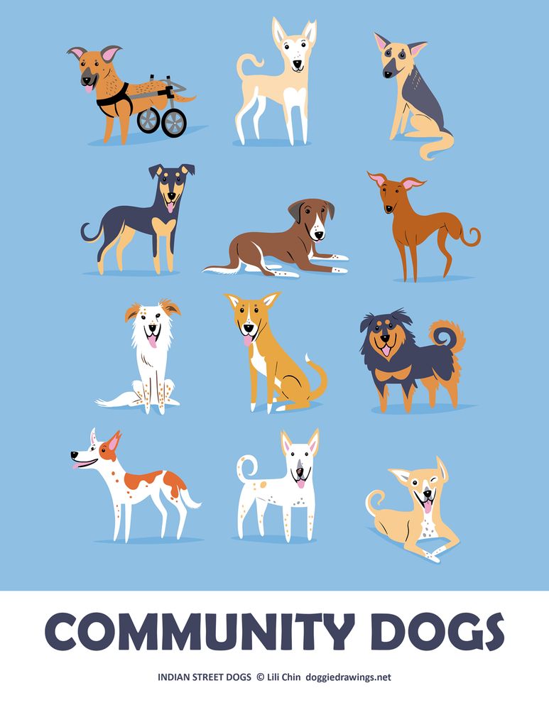 Illustrations of 12 Streeties from Delhi and Mumbai.
Title: COMMUNITY DOGS