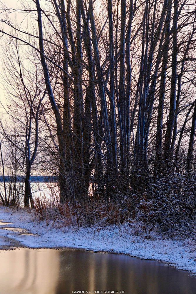Des arbres et leurs petits reflets dans la glace au premier plan.