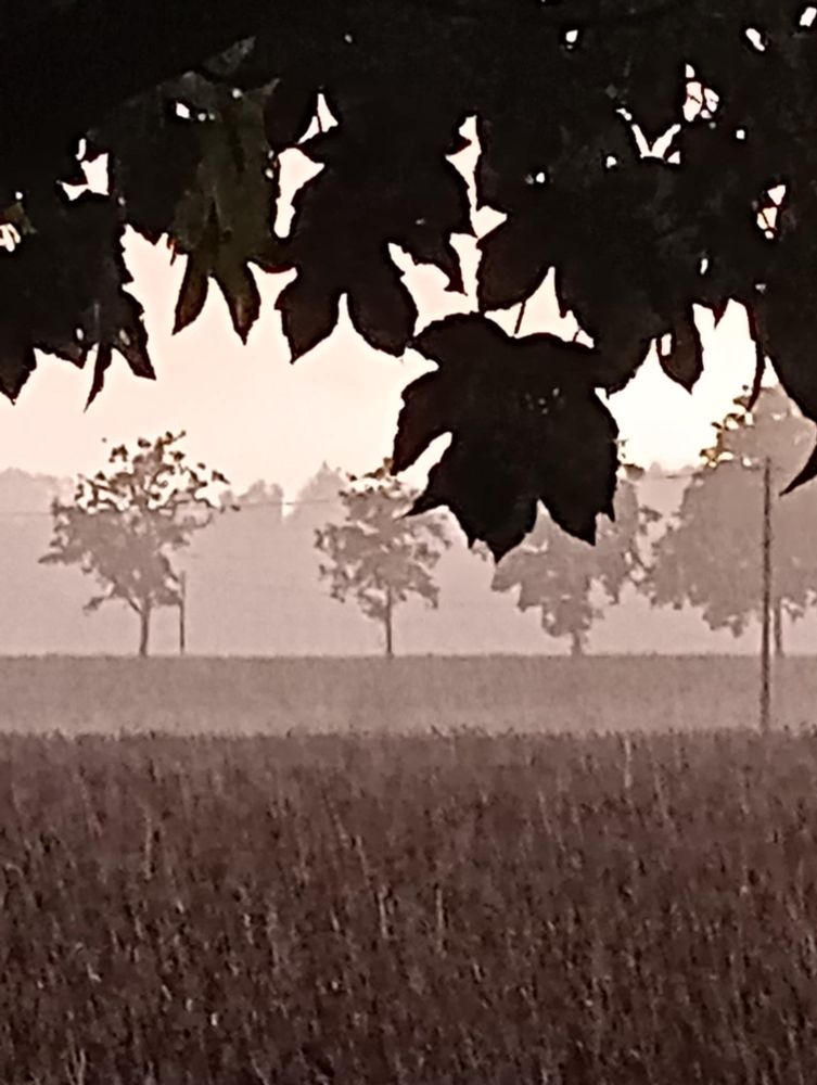 Landschaft mit Feld, Wiese und Bäumen im rötlichen Licht.
Foto

„Ich fürchte mich nicht vor der Rückkehr des Faschisten in der Maske des Faschisten, sondern vor dessen Rückkehr in der Maske des Demokraten.“ — Theodor W. Adorno