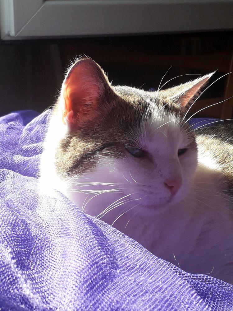 Photograph of a cat with brown tabby head and white face. She's lying on a purple mosquito net and the sun streaming in from the left illuminates her face (turning it purple). She looks a bit sleepy.