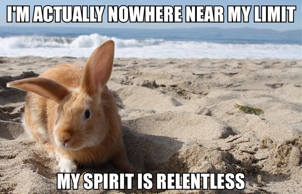 impact font meme of a rabbit on a beach at midday
top text: I'M ACTUALLY NOWHERE NEAR MY LIMIT
bottom text: MY SPIRIT IS RELENTLESS