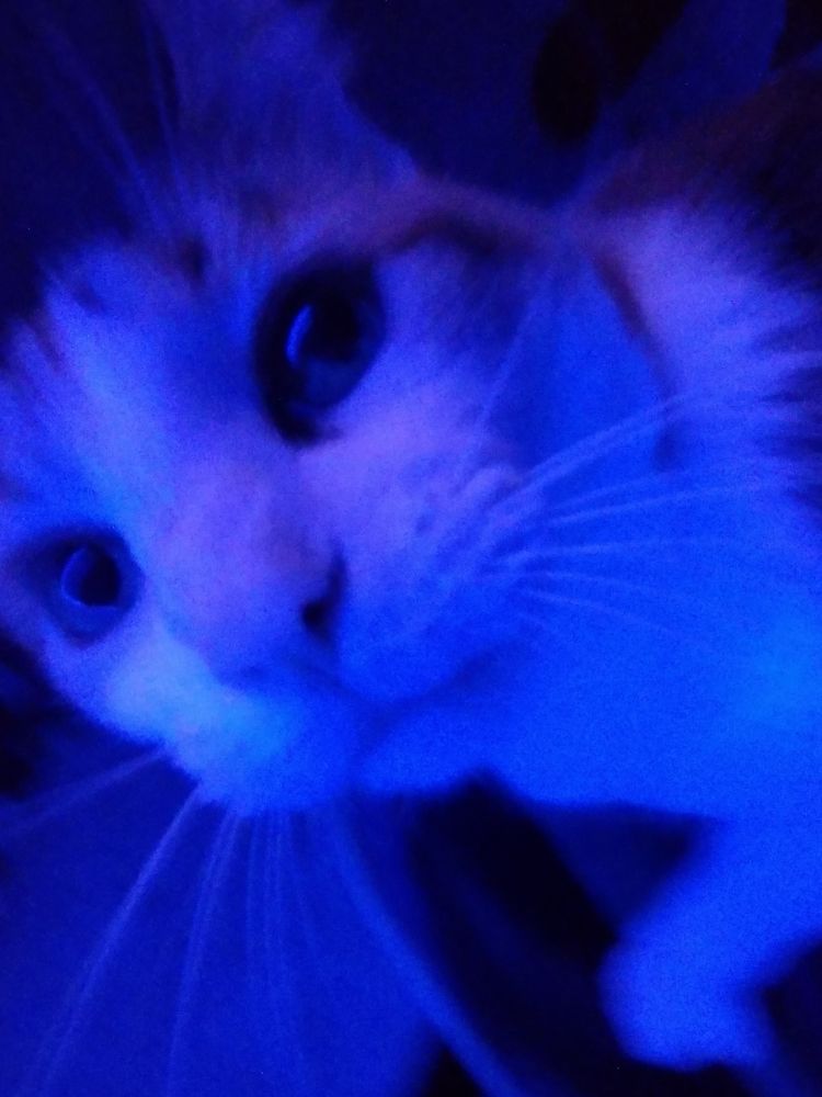 a .5 picture of a mainly white calico cat, the photo looks like its zooming into her face as she looks to the camera with her long prominent whiskers. the picture is in a blue lightning