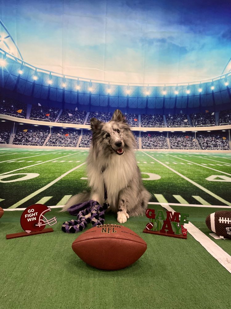 Gray and white Shetland sheepdog sitting with his head tilted in front of a football stadium backdrop with a football in front of him. Go birds