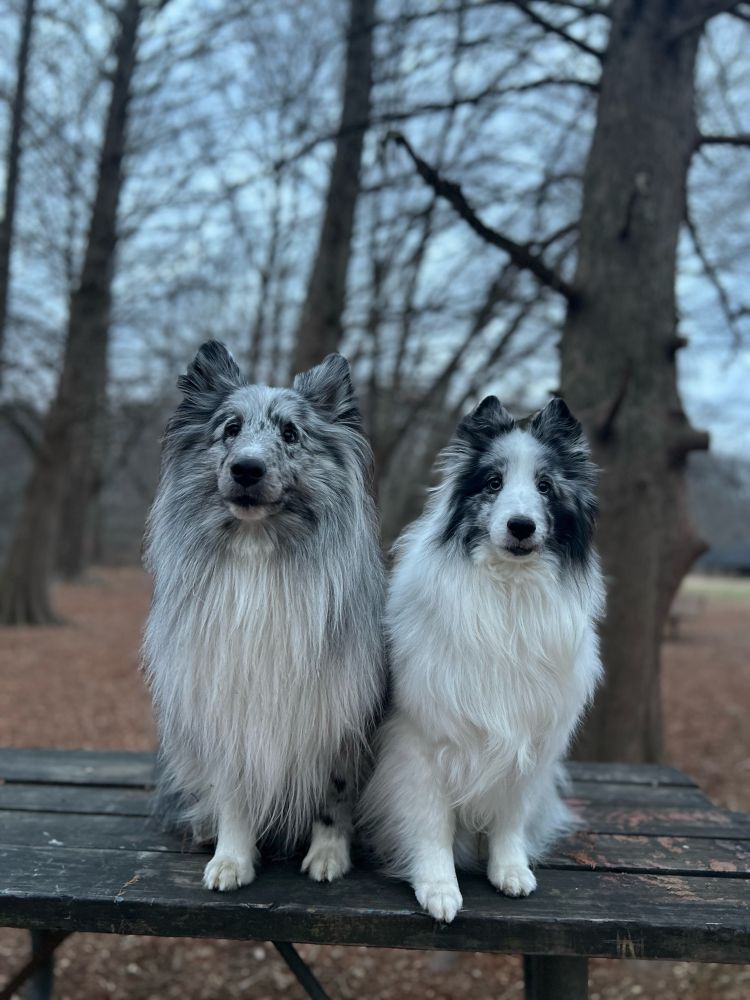 Two Merle Shelties sitting next to each other on a bench in the park