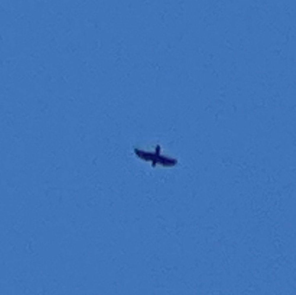 Blurred silhouette of a raven against a blue sky