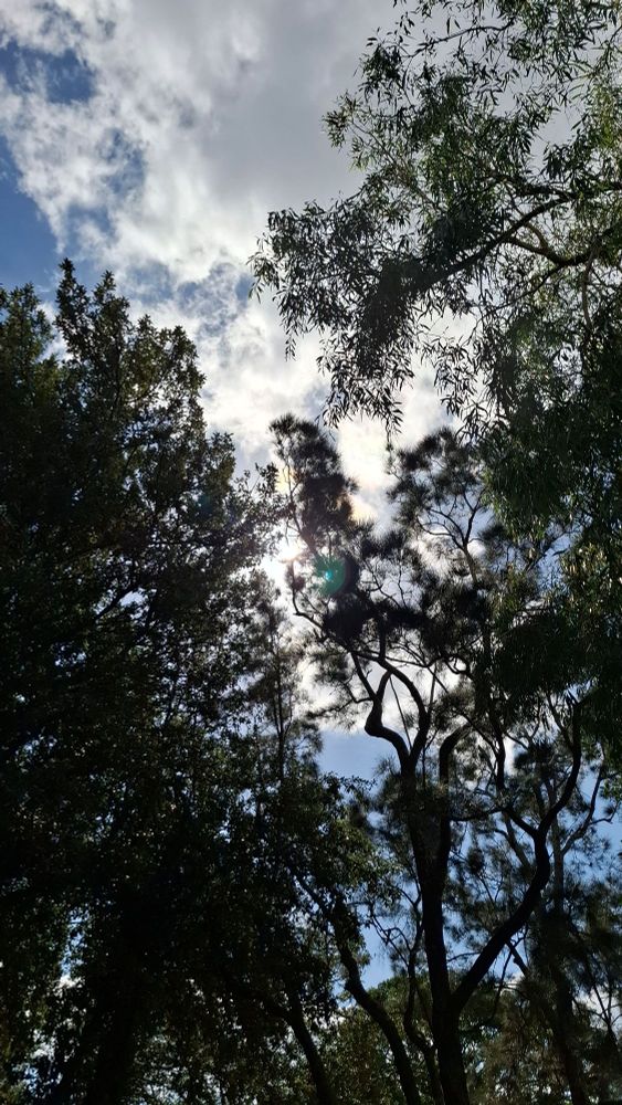 Four photos of the Broadwater and course at Paradise point parkrun. Sunny warm day.