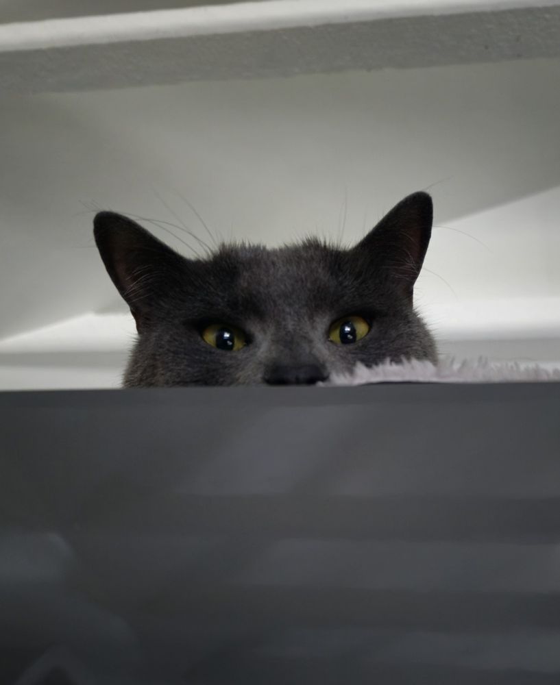 A gray cat peeking down over the edge of a cabinet. 