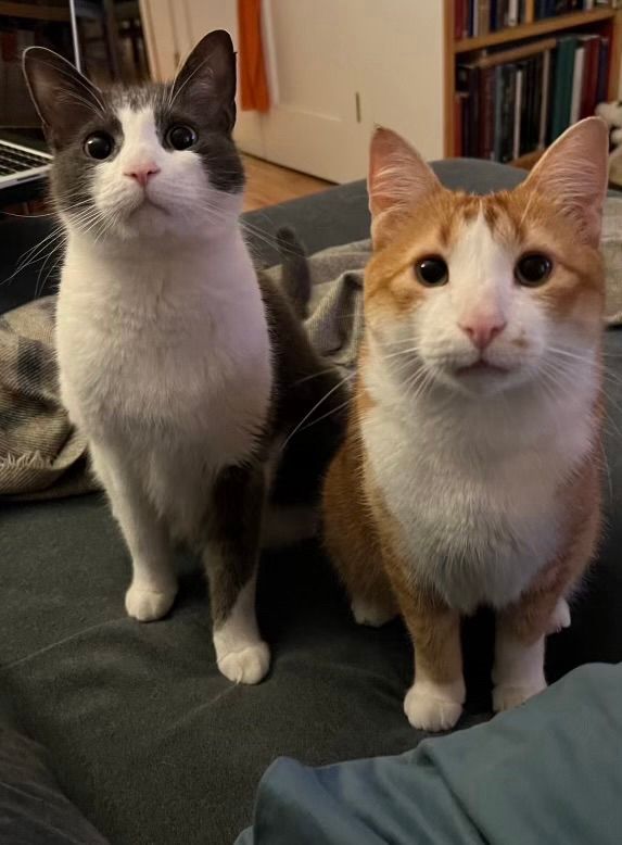 Our two cats Chester and Jynx