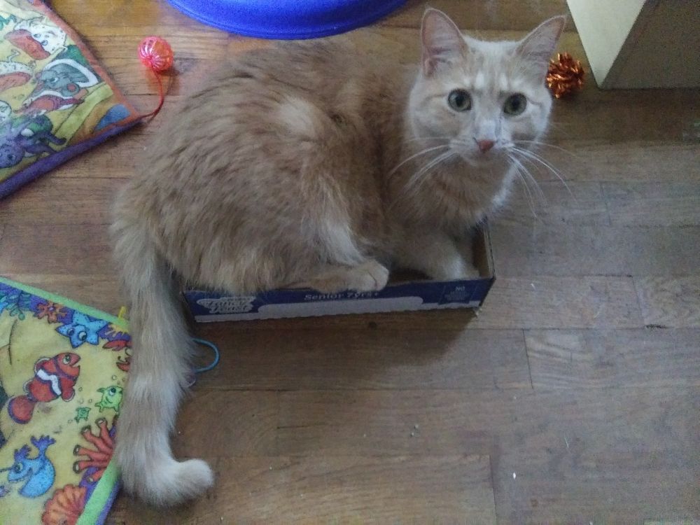 An orange cat sitting in a cardboard tray. She is happy there.