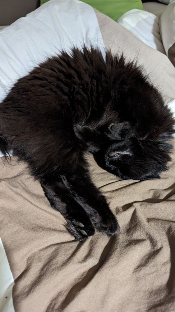 Black cat doing the eeby loop