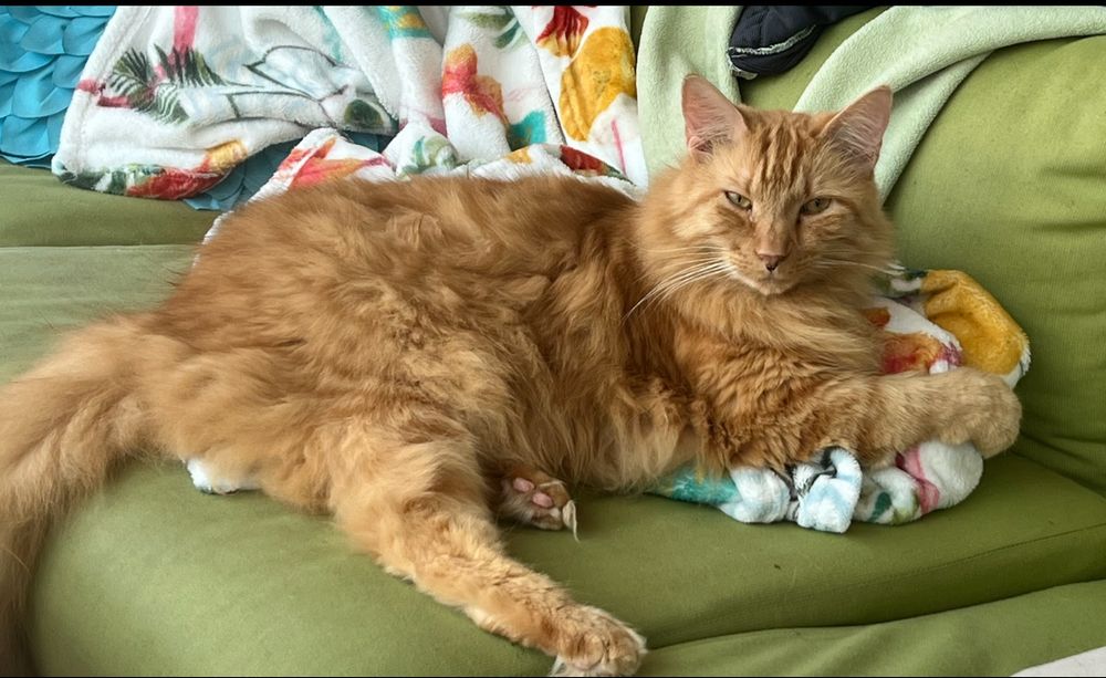 Grilled Cheese - portly, orange tomcat with a fluffy tail. 