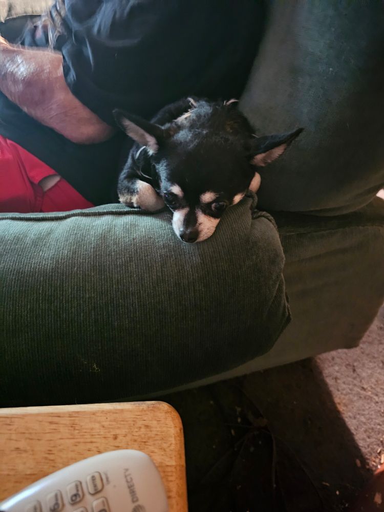 Olivia, a black and tan deer head chihuahua, sits snuggled between her human dad and the arm of his blue green recliner, her favorite spot in the world. Her little arms are crossed, and her head is lying on them. She seems to be lost in thought.  
