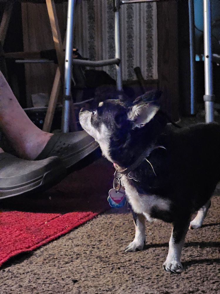 Olivia, a black and tan deer head chihuahua, looks up at her human dad. All we can see are his feet. Olivia's little feet are white-tan like her chest and face, and so are the inside of her ears. Around her neck is a collar with dangling id tags. 