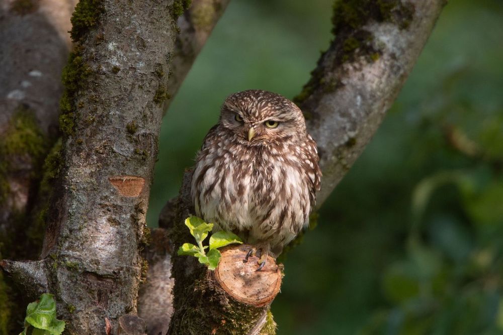 I'm sure he's hunting for food for the chicks. Sitting in the apple tree in the garden this morning. Little Owls, North Shropshire. 