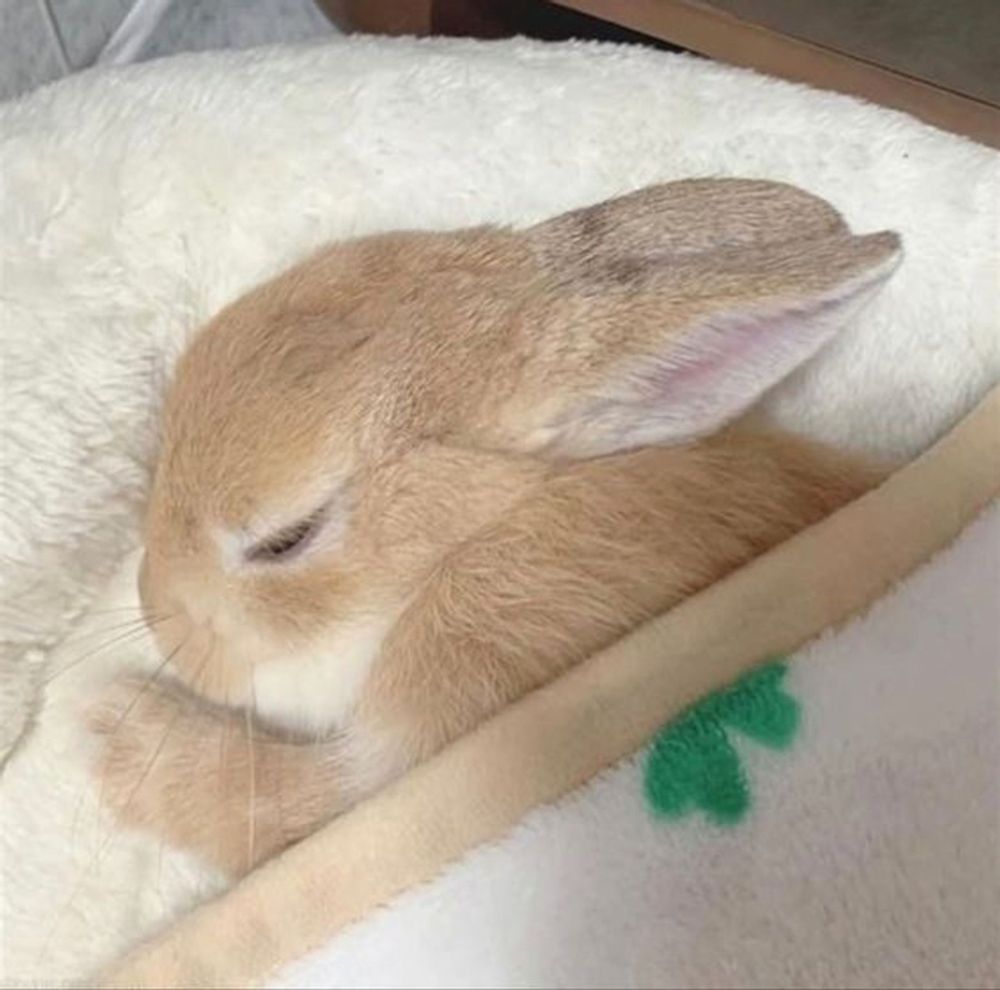 an orange bunny tucked into a white bed. the bun looks very comfortable
