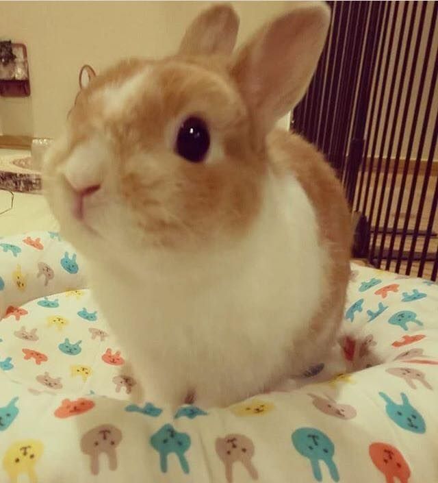 an orange and white bunny looking at the camera. the bunny is sitting in a white bed with colored cartoon bunnies on it